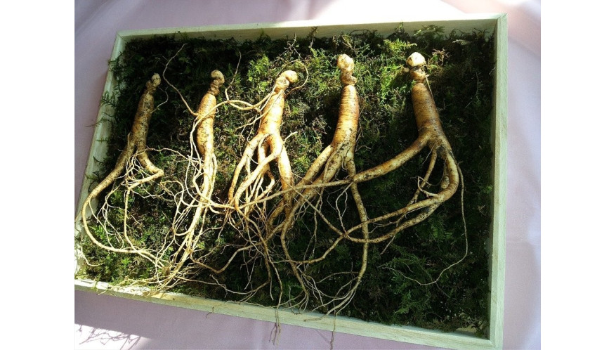 Les plantes adaptogènes et leurs bienfaits sur l’organisme
