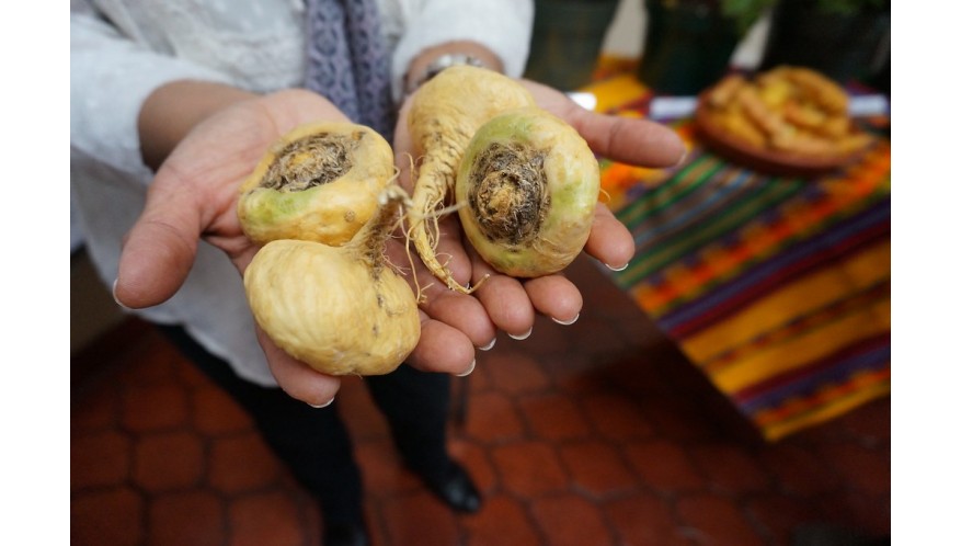 Racine de maca : c’est bon pour le moral